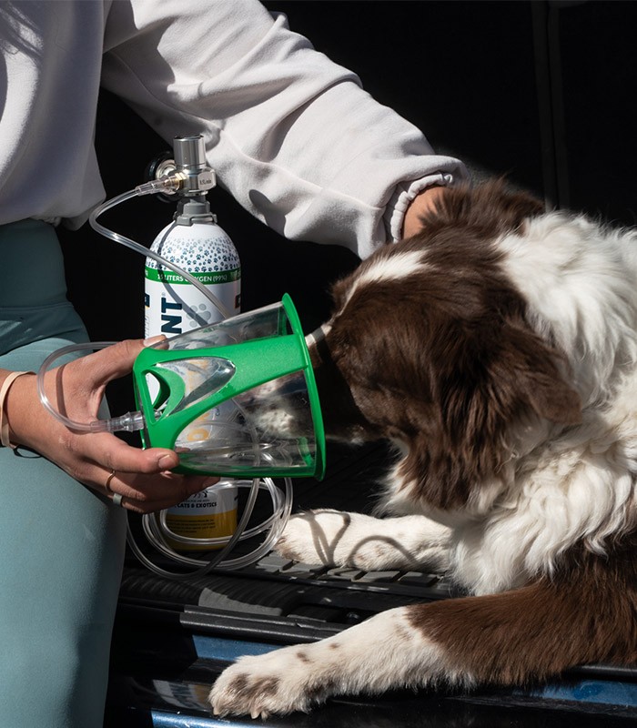 Kit für Hundesauerstoff - Pawprint