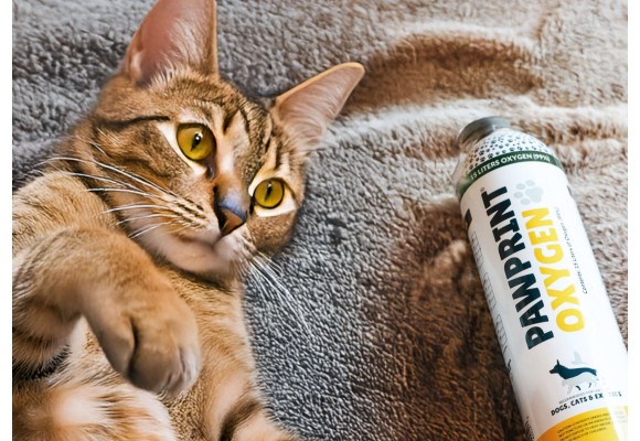 Atemprobleme bei Katzen: Wie man sie erkennt und wann man handeln sollte